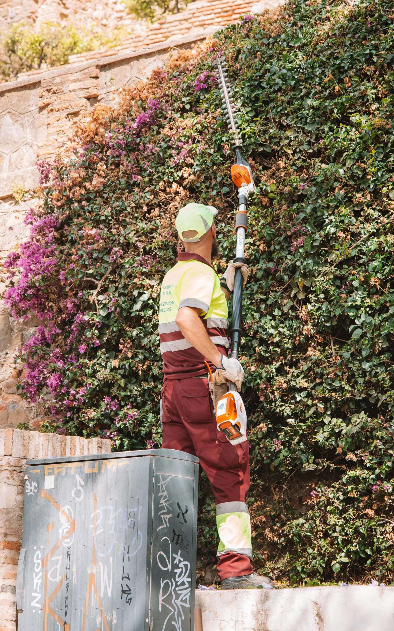 Man using hedge trimmer to cut ivy on wall in urban setting. Bright day.